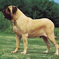 Old English Mastiff