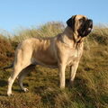 Old English Mastiff