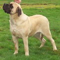 Old English Mastiff