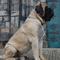 Old English Mastiff