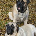 Old English Mastiff