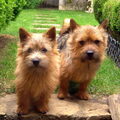 Norwich Terrier