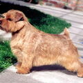 Norfolk Terrier