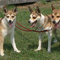 Noorse lundehond