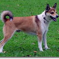 Noorse lundehond