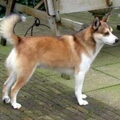 Noorse lundehond