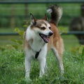 Noorse lundehond