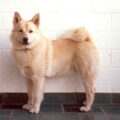 Noorse Buhund