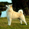 Noorse Buhund