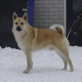 Noorse Buhund