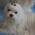 Maltezer