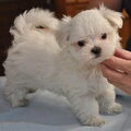 Maltezer