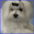 Maltezer