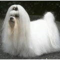 Maltezer
