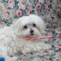 Maltezer
