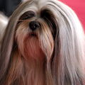 Lhasa Apso
