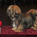 Lhasa Apso