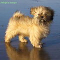 Lhasa Apso