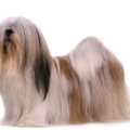 Lhasa Apso