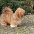 Lhasa Apso
