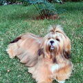 Lhasa Apso