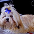 Lhasa Apso