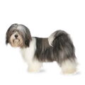 Lhasa Apso