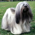 Lhasa Apso