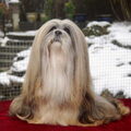 Lhasa Apso