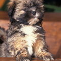 Lhasa Apso