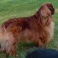 King Charles Spaniel