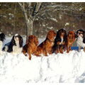 King Charles Spaniel