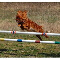 King Charles Spaniel