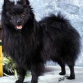 Keeshond, Middenslag