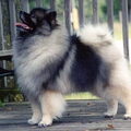 Keeshond, Middenslag