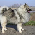 Keeshond, Middenslag