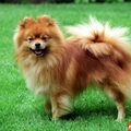 Keeshond, Klein