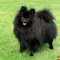 Keeshond, Klein
