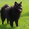 Keeshond, Grote