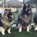 Keeshond, Grote