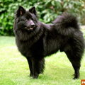 Keeshond, Grote
