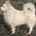 Keeshond, Grote