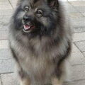 Keeshond, Grote
