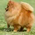 Keeshond, Dwerg