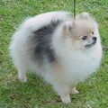 Keeshond, Dwerg