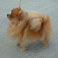 Keeshond, Dwerg