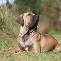 Fila Brasileiro