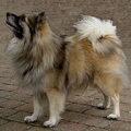 Keeshond, Middenslag