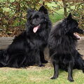 Keeshond, Middenslag