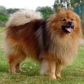 Keeshond, Middenslag